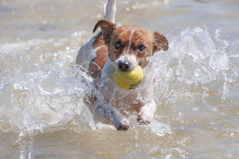 Hundestrand Kühlungsborn